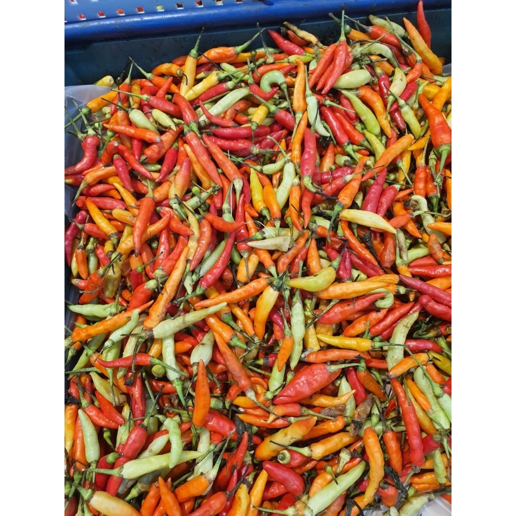 

Lombok kecil cabe rawit