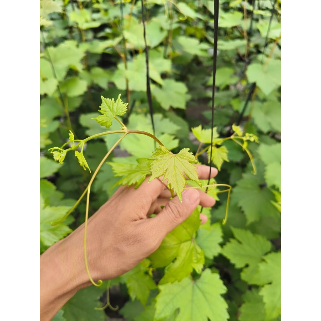 

ANGGUR IMPOR 1 METER UP