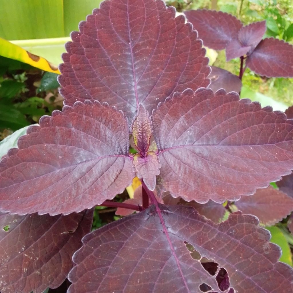 

Daun Jawer kotok Miana herbal Fresh 50 lembar