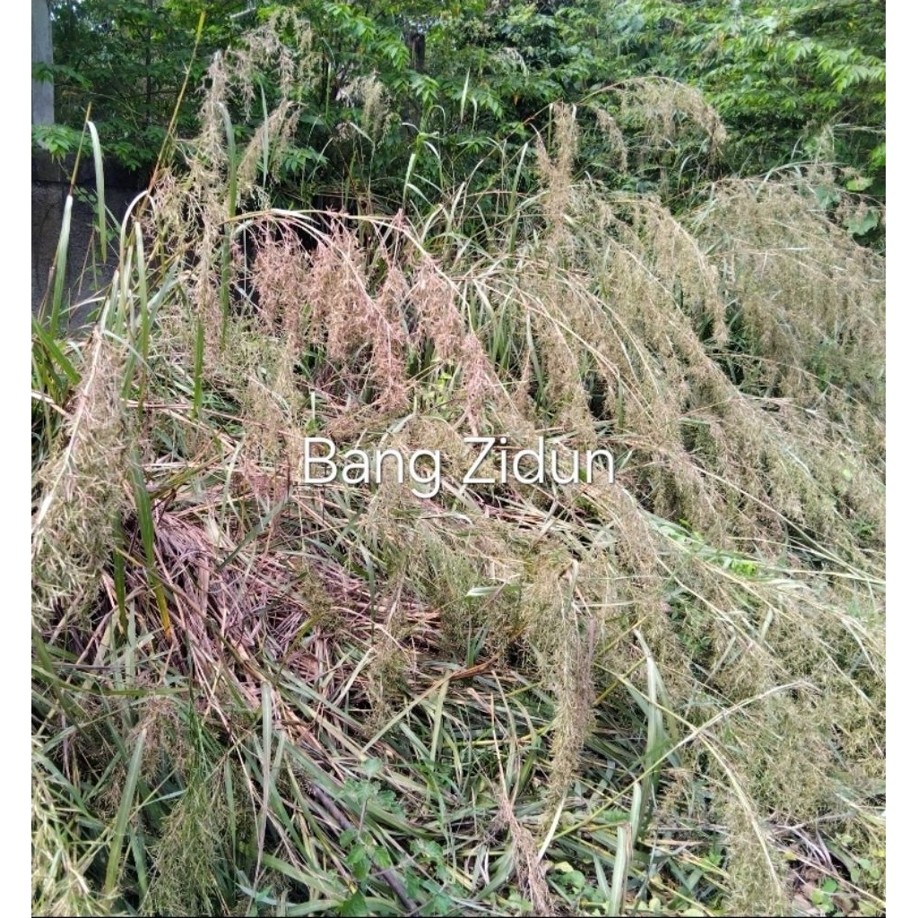 

Paket hemat 2 bungkus bunga sereh | sere