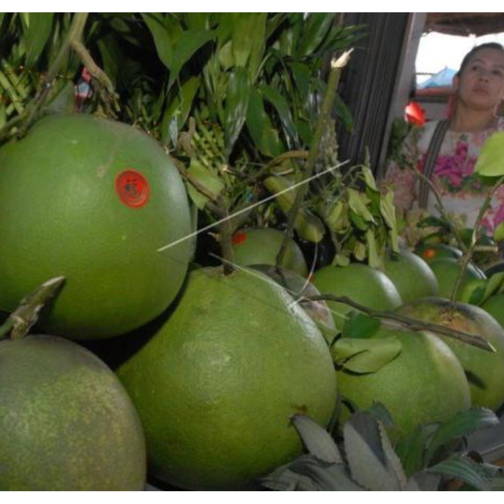 

Buah jeruk Bali segar dipetik langsung dari perkebunan jawa
