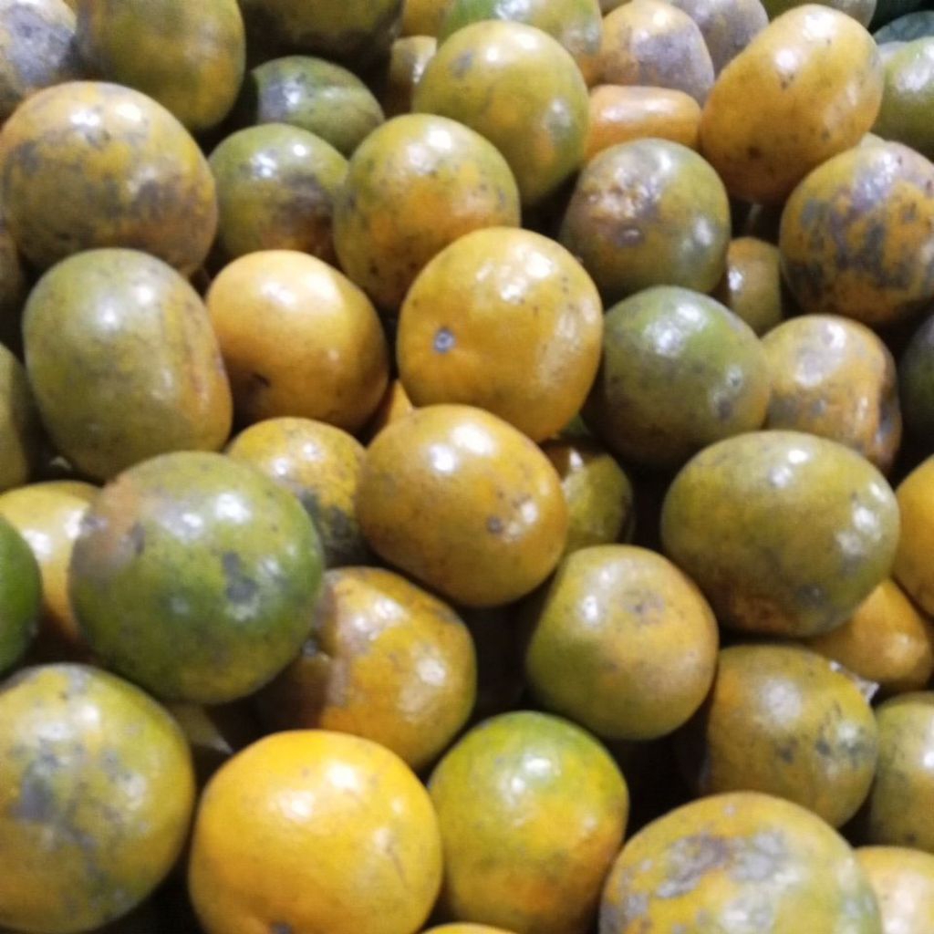 

JERUK SIAM BALI MANIS SEGAR