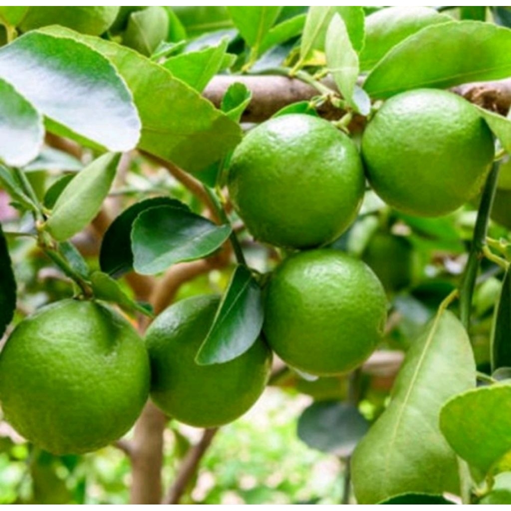 

termurah jeruk nipis asli segar per1biji