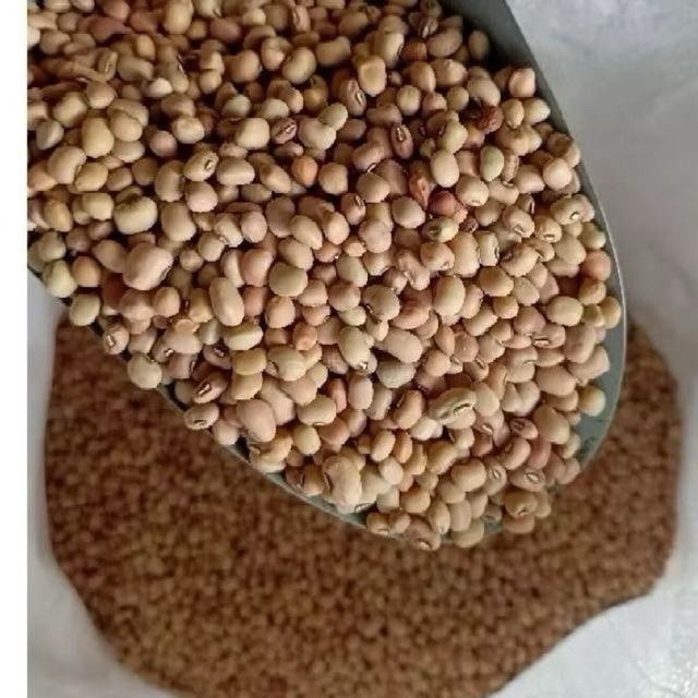 

Kacang Tolo 1 Kg | Kacang Tunggak |
