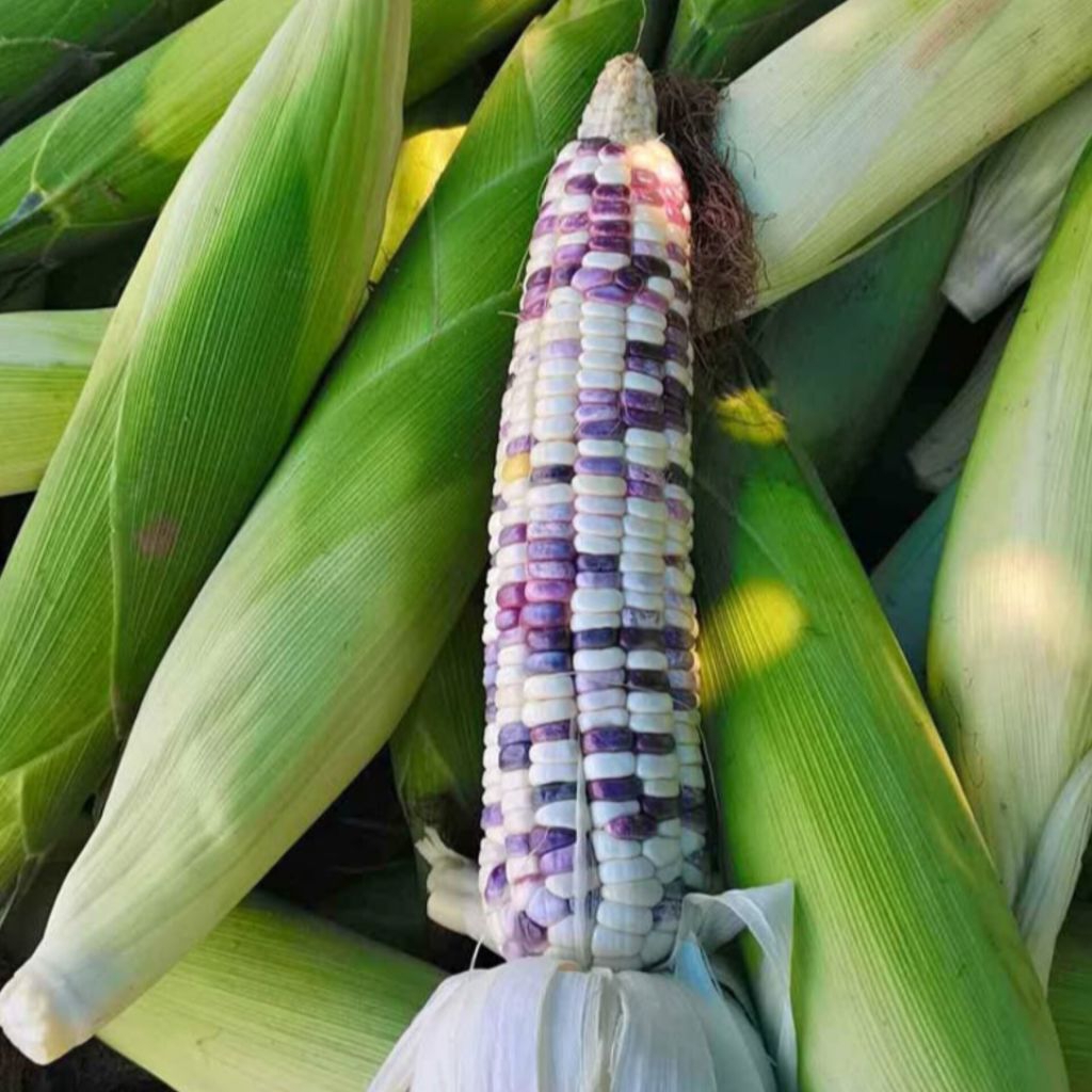 

[Promo] Jagung Ketan Batik 1 KG