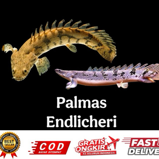 hiasan aquarium palmas endlicheri