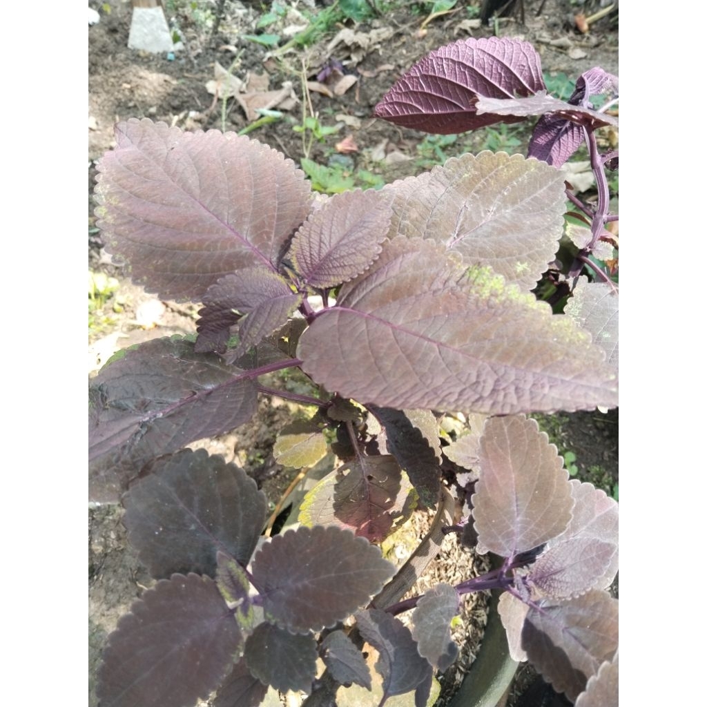 

daun jawer kotok/miana original isi 100 lembar