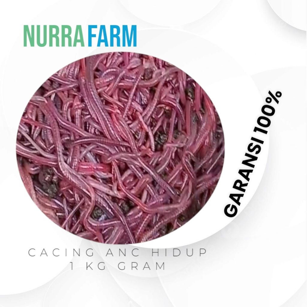 Cacing ANC 1-4 kg Hidup Untuk Pakan Ikan dan Mancing