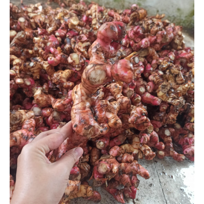 

1 kg Lengkuas Merah / 500 gram Laos ( LAJA ) Merah Segar