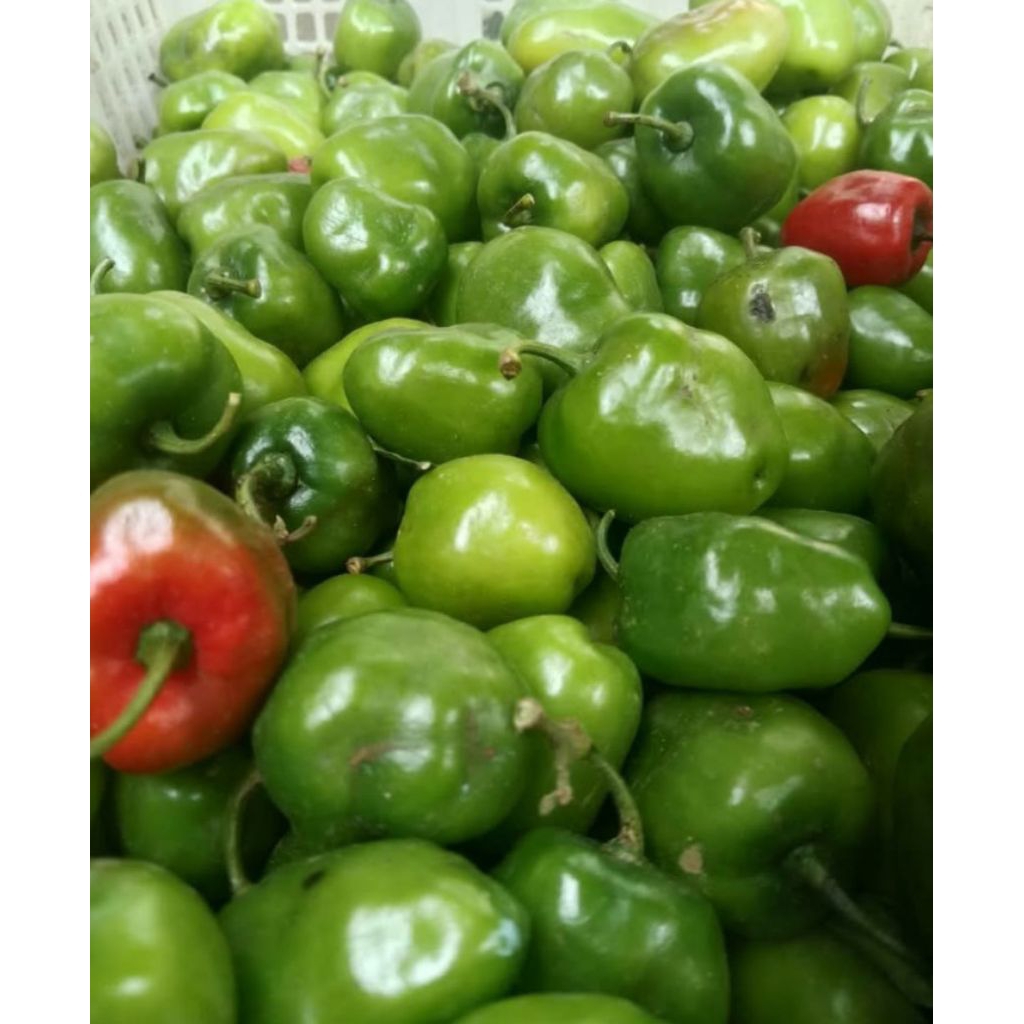 

cabe bendot / cabe gendot