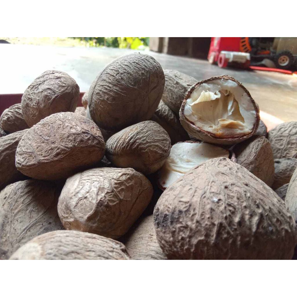 

picung muda /kluwek muda segar ada batoknya 500 gram