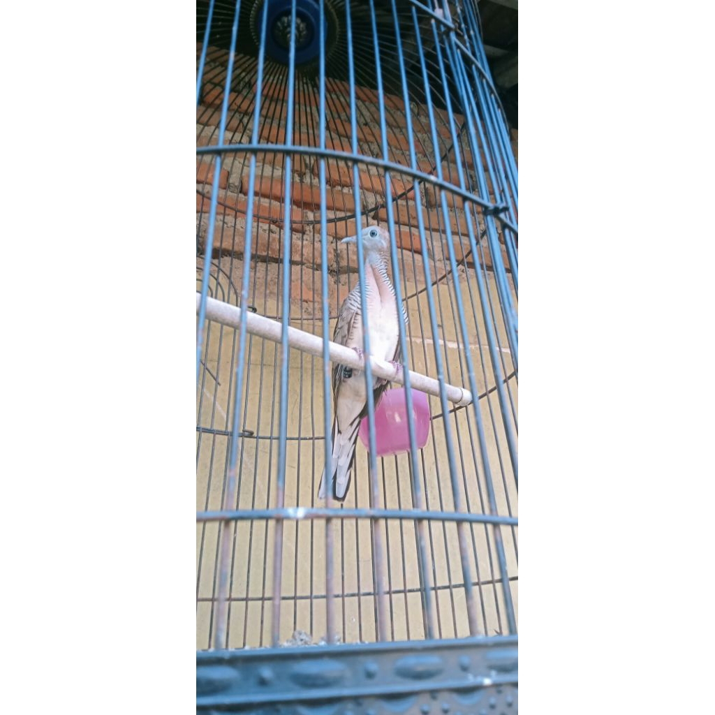 Perkutut Bangkok Gacor Rajin Rawatan