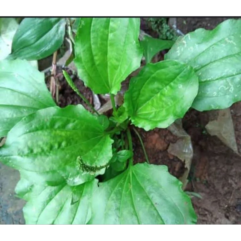 

Daun sendokan fresh 50 lembar