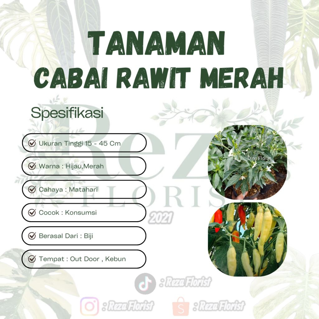 Bibit Tanaman Cabai Merah - Cabai Lalap