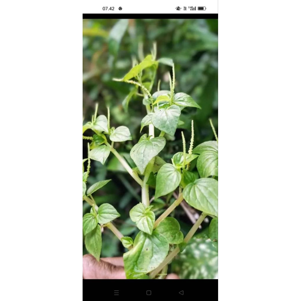 

promo Daun sirih cina segar 50g di cabut langsung di kirim