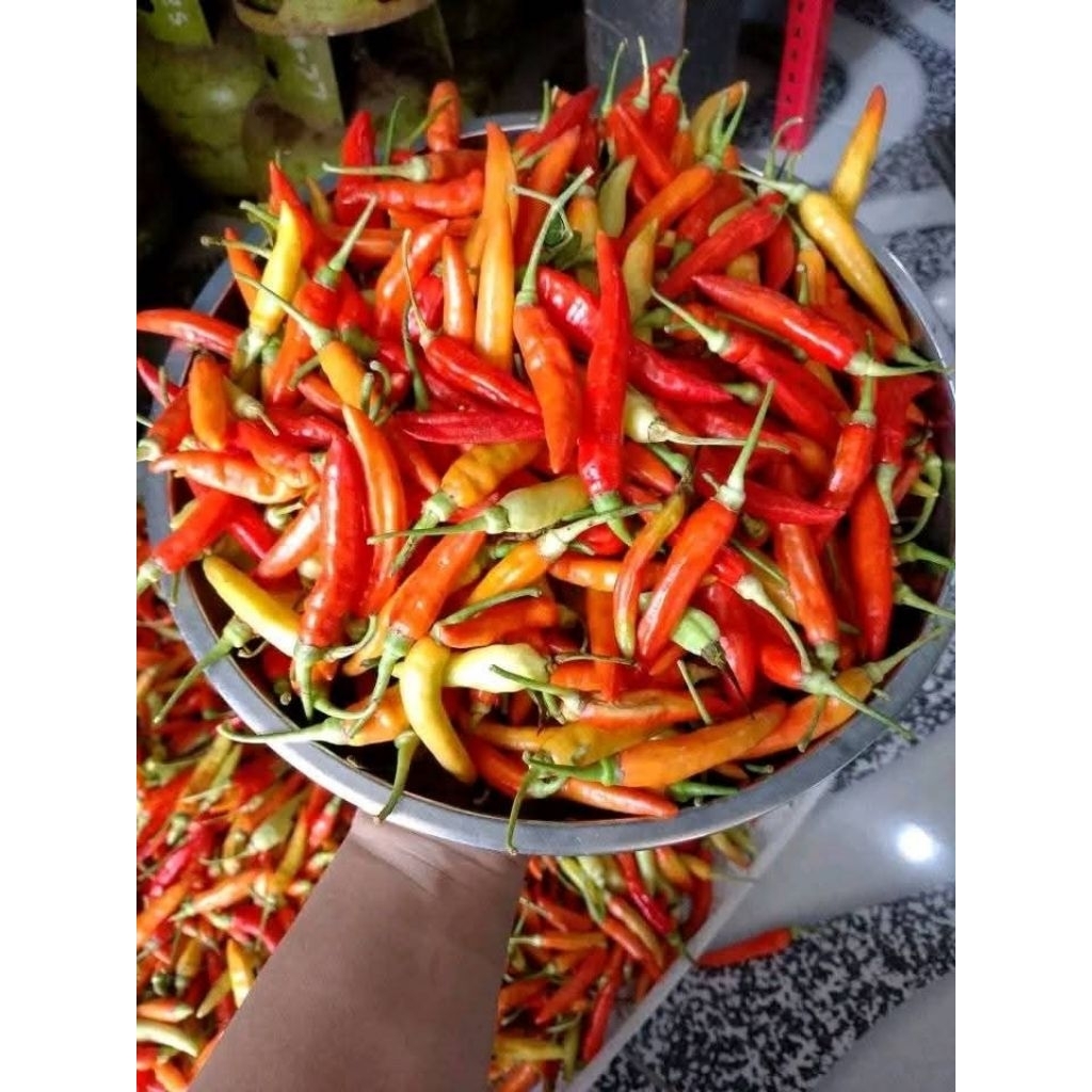 

CABAI 1KG CABE SEGAR