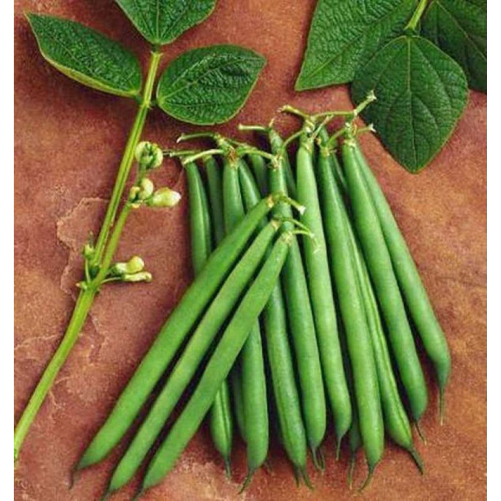 

BENIH/BIJI BUNCIS KENYA (50 BUTIR)