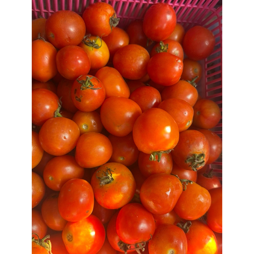 

Tomat Fres dan Segar
