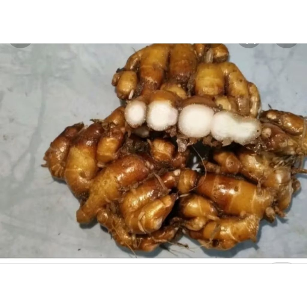 

1kg kencur segar harum aroma khas alami