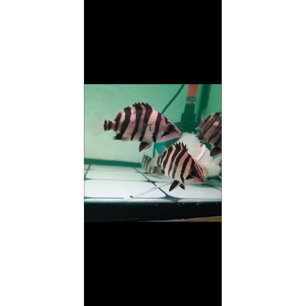 Hiasan aquarium datz sumatra 4 bar CNCB