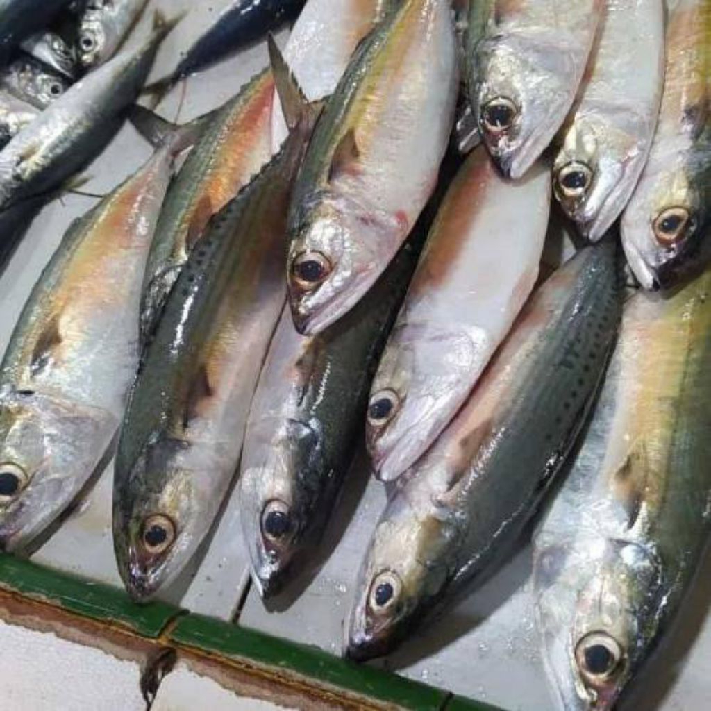

Ikan Gembung Kuring Segar / Ikan Kembung Segar (Ikan Segar)