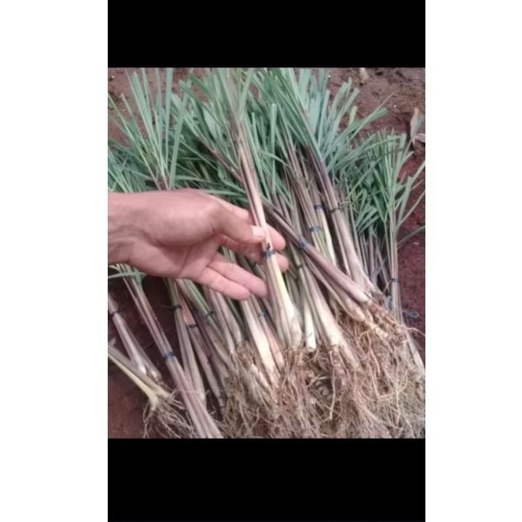 

Sereh Merah/Sereh Lanang/Tanaman Herbal