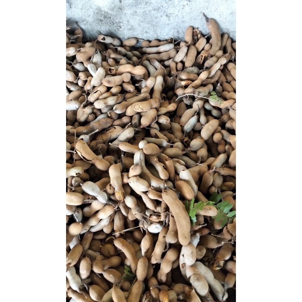 

Asam Jawa petik kebun sendiri. fresh Organik harga satu kilo 35000