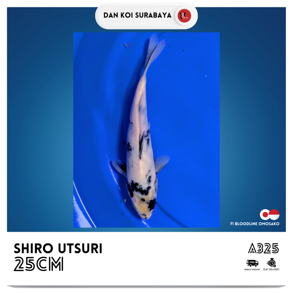 Ikan Koi Shiro Utsuri F1 Bloodline Omosako Kode A325
