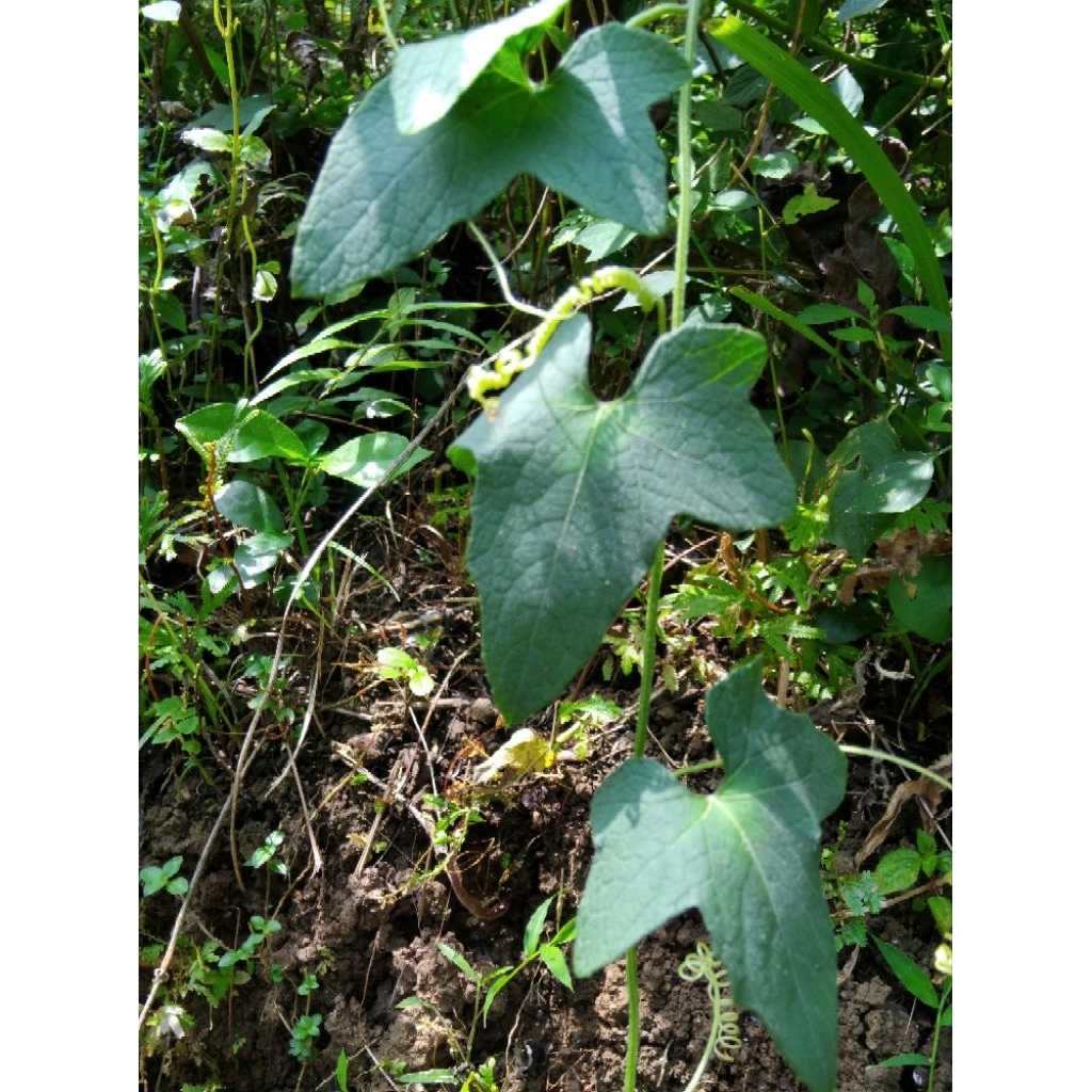 

Daun timun tikus timun hutan bobontengan segar asli dari alam 10 lembar
