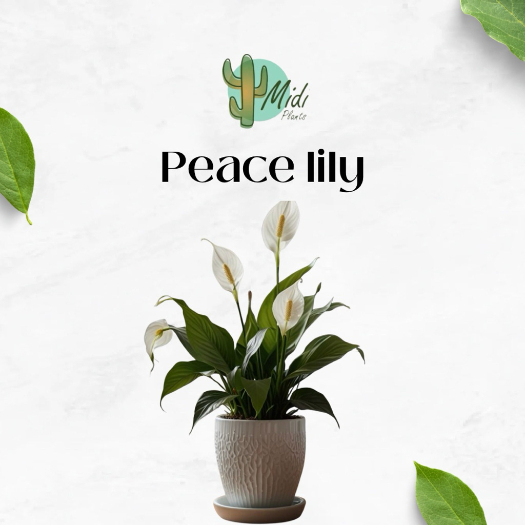 Tanaman hias peace lily tanaman hias spathipyllum peace lily
