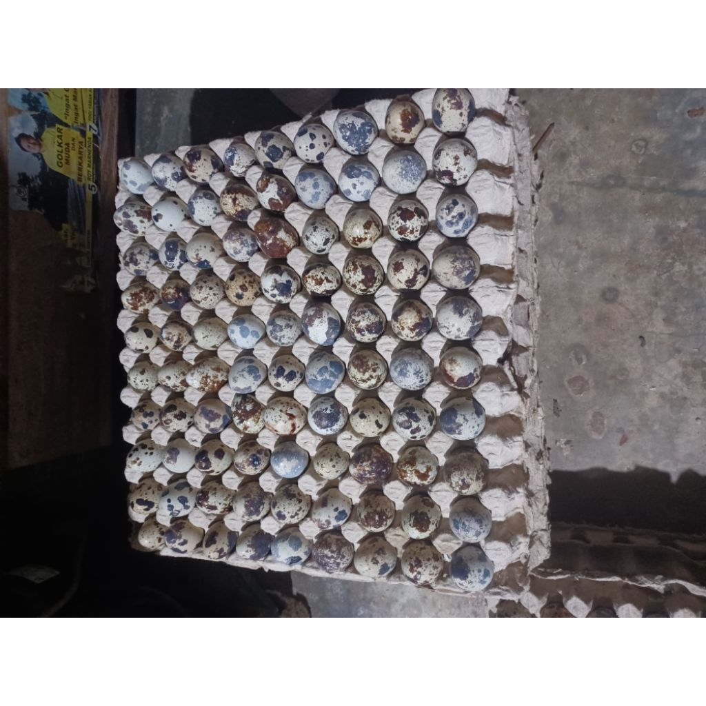 

TELUR PUYUH PRESH DAN MURAH PER 40 BUTIR