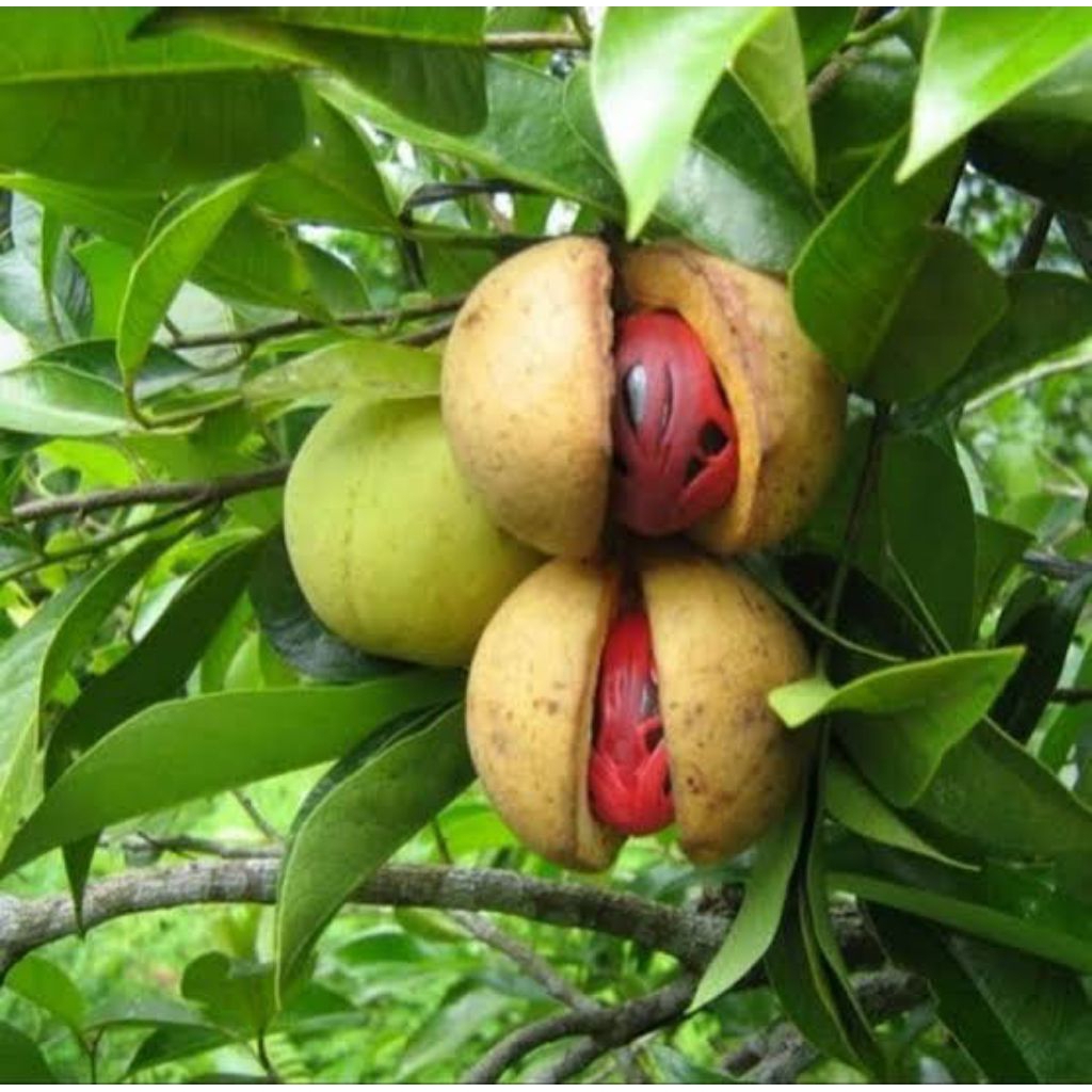 BIBIT PALA HASIL BIJI