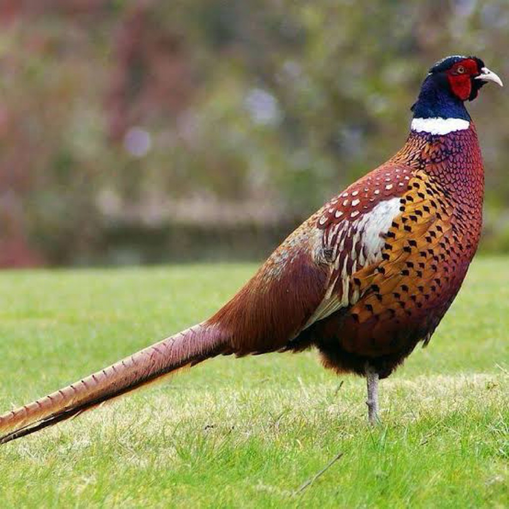 

TELUR FERTIL AYAM GREEN RINGNECK PEASENT UNTUK DI TETASKAN