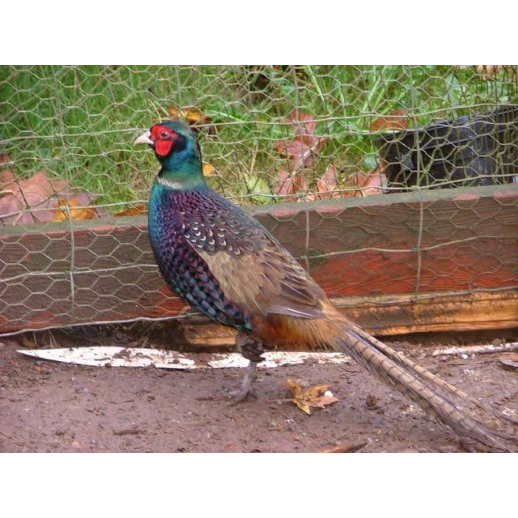 

TELUR AYAM HIAS RINGNECK GREEN UNTUK DINTETASKAN