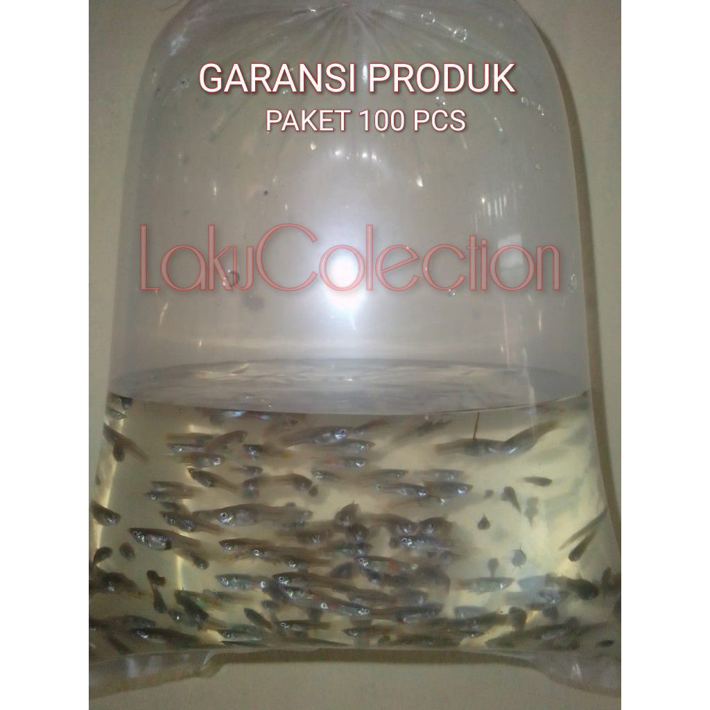 Cere guppy pakan alami ikan predator chana louhan Pbas Oscar D'atz