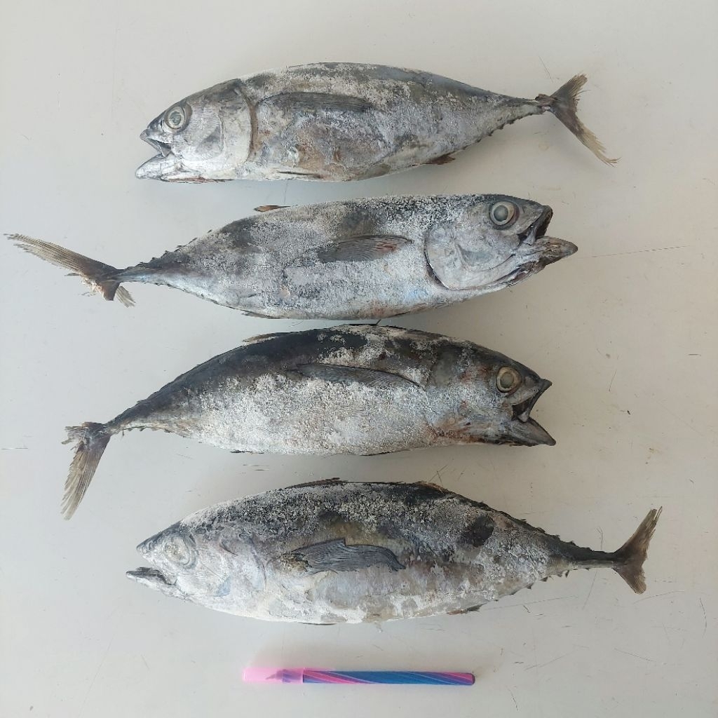 Ikan Baby Tuna frozen