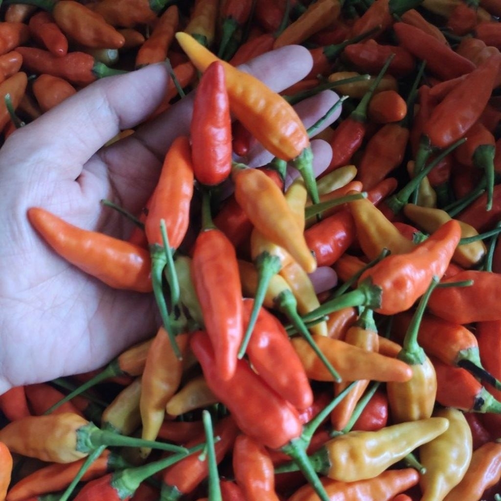 

cabe / cabai rawit merah ori 1kg super ukuran besar-besar