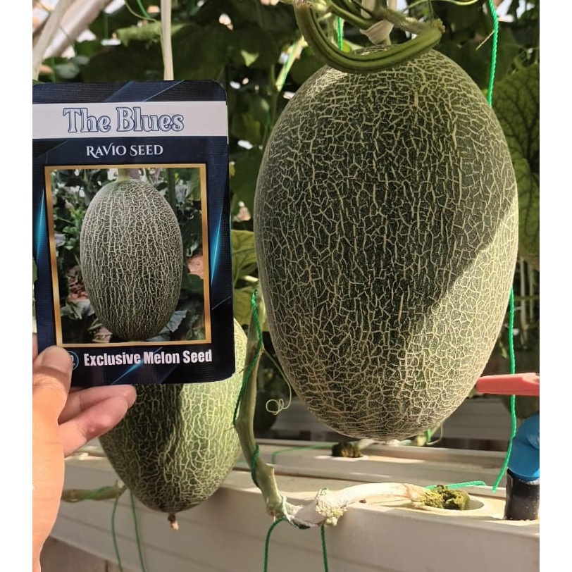 Benih Hami The Blues Melon