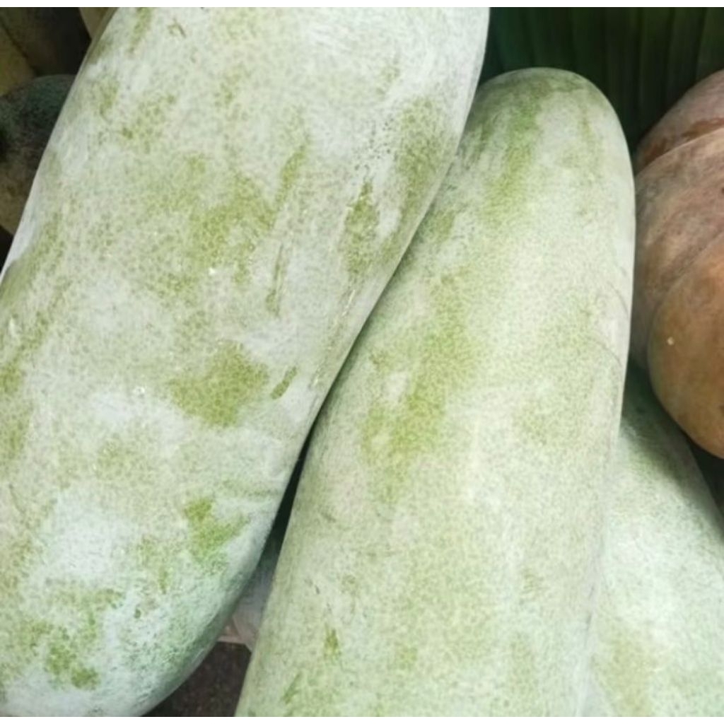 

promo cod buah bligo atau buah kundur atau winter melon 3 - 3,6kg (bergaransi)