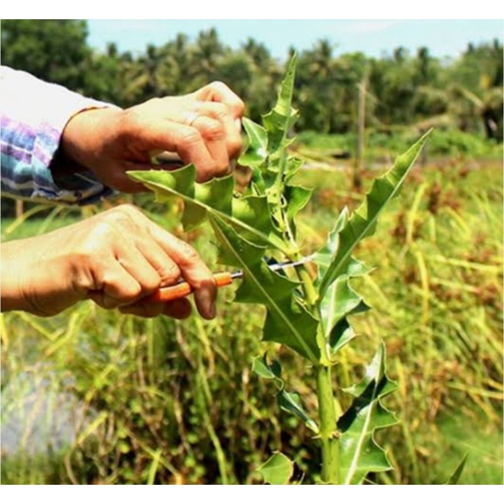 

Daun jeruju asli organik berat 100 gr rempah asli nusantara