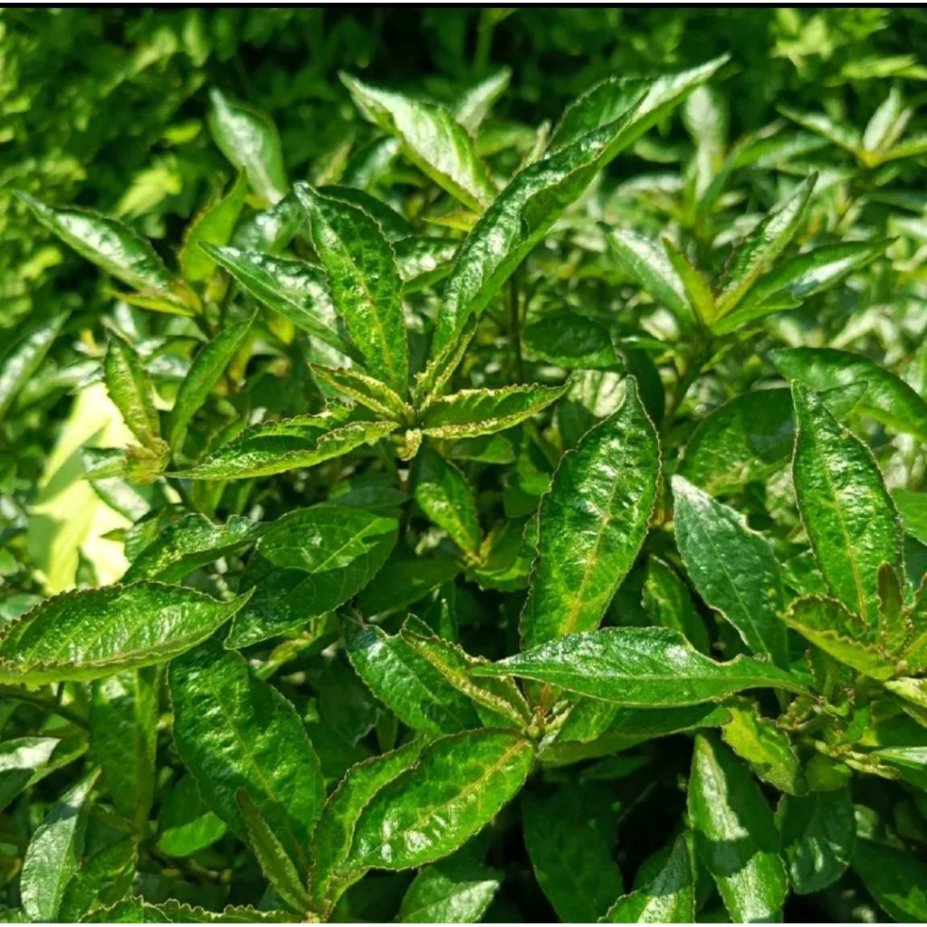 

Daun kiji beling segar 250 gram