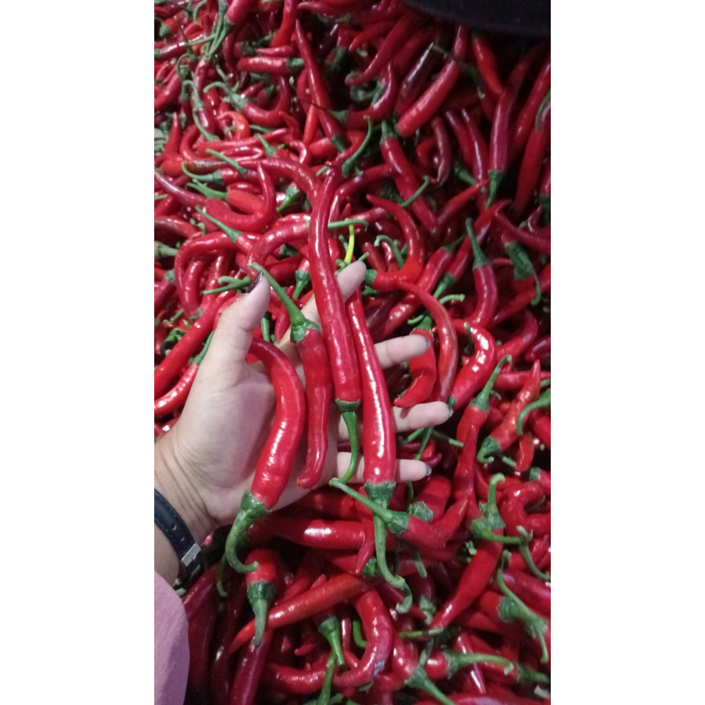 

Cabe besar TW fresh petikan hari ini berat 1kg