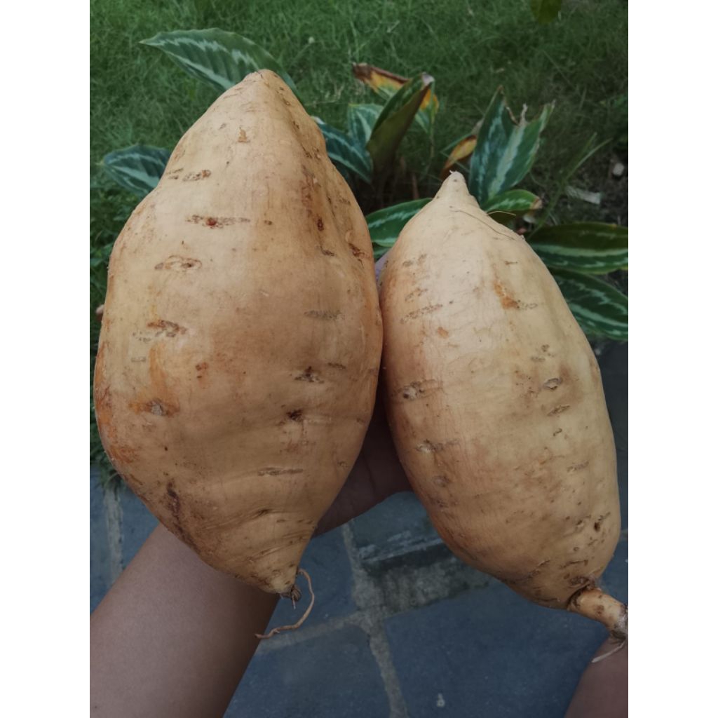 

UBI MADU CILEMBU MENTAH BERSIH 1/KG SUPER