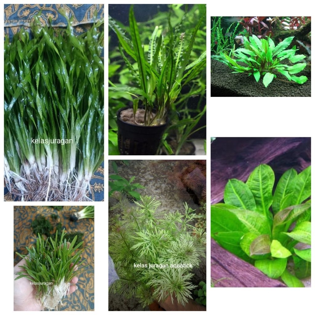 tanaman aquascape paket kelas juragan tanaman aquascape hiasan aquarium