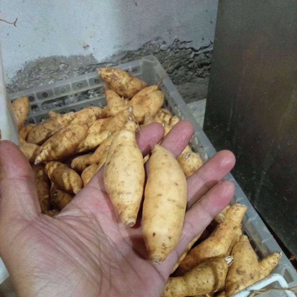 

ubi madu sweetbaby lebih manis gampang d panggang 1kg cepet keluar madu isi banyak