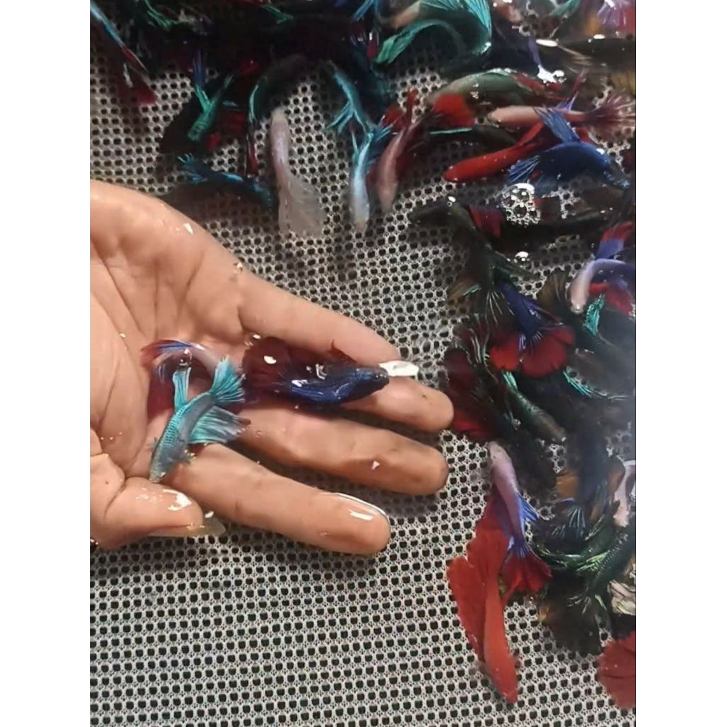 paket ikan cupang HM 50 ekor