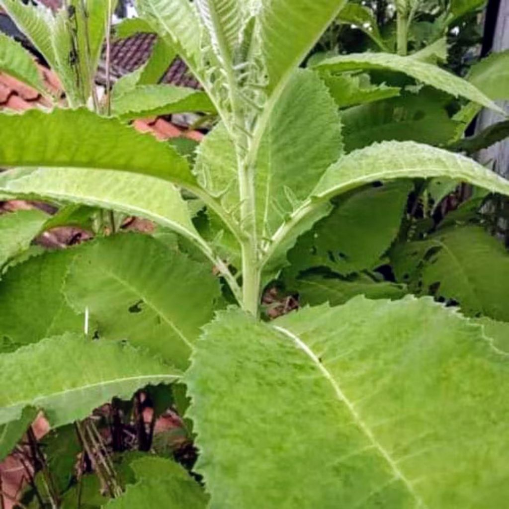 

daun sembung segar penambah nafsu makan 100 gram