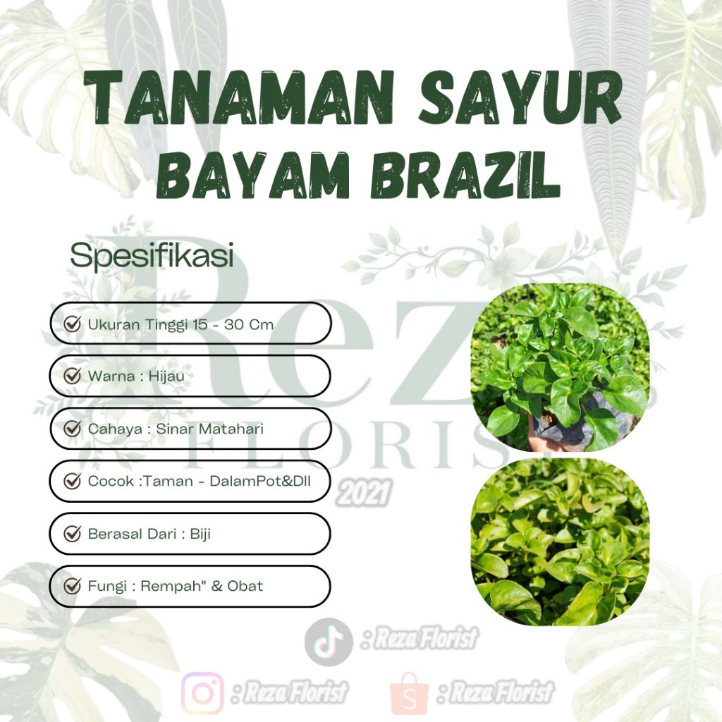Bibit Tanaman Sayur Bayam Brazil / Bayam