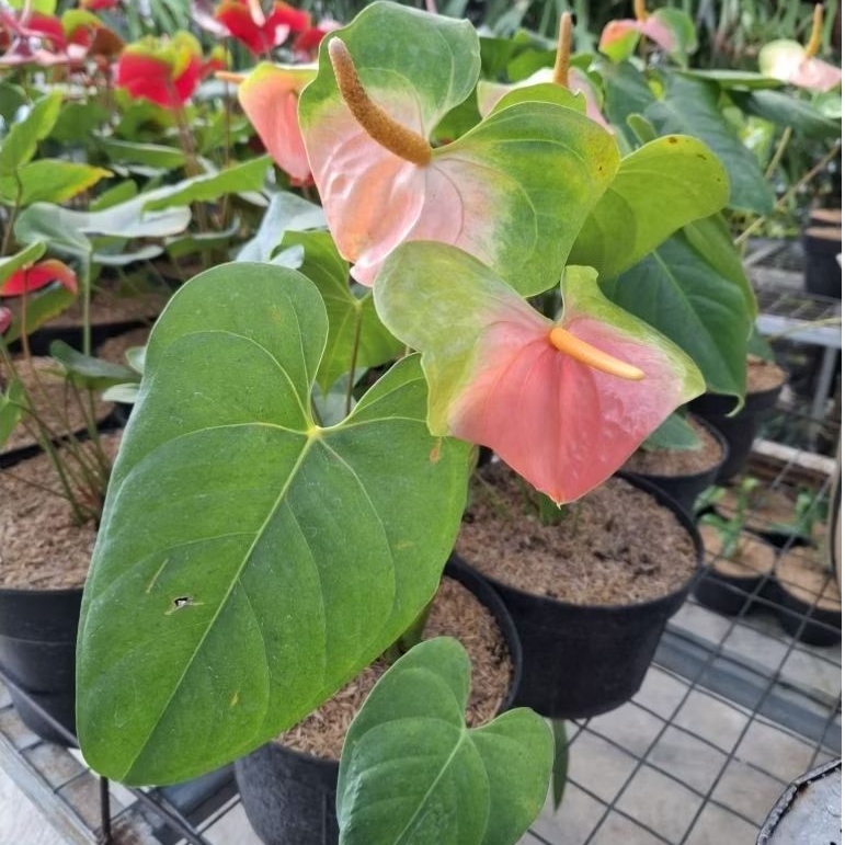 Tanaman Anthurium Presiden Pink Hijau / Anthurium Sp Pink / Anthurium Micky Pink Sembur / Anthurium 