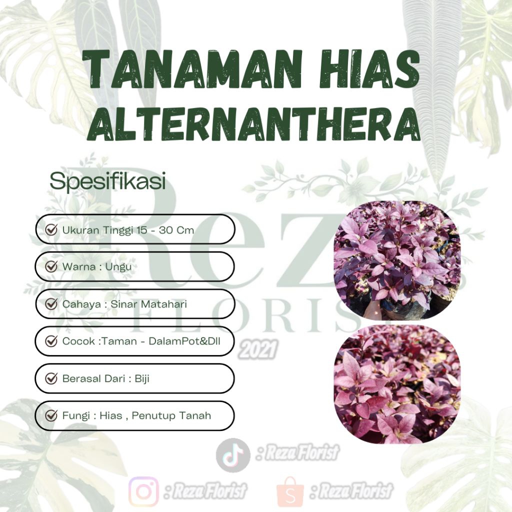 Tanaman Hias Alternanthera Ungu / Bayam Bayaman